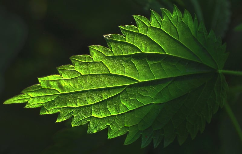 Nettle Tea
